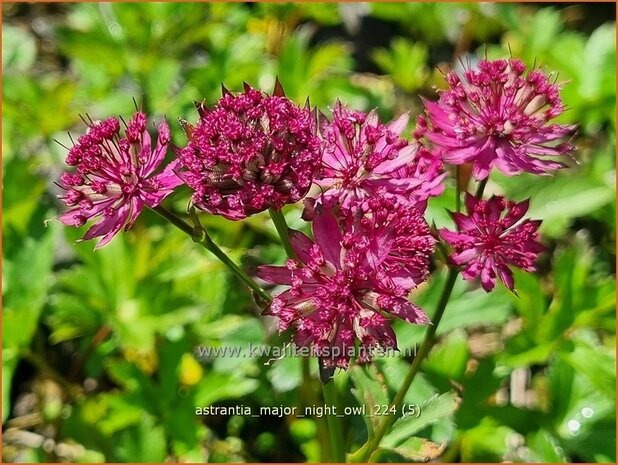 Astrantia major 'Night Owl' | Zeeuws knoopje, Groot sterrenscherm | Gro&szlig;e Sterndolde | Greater Masterwort