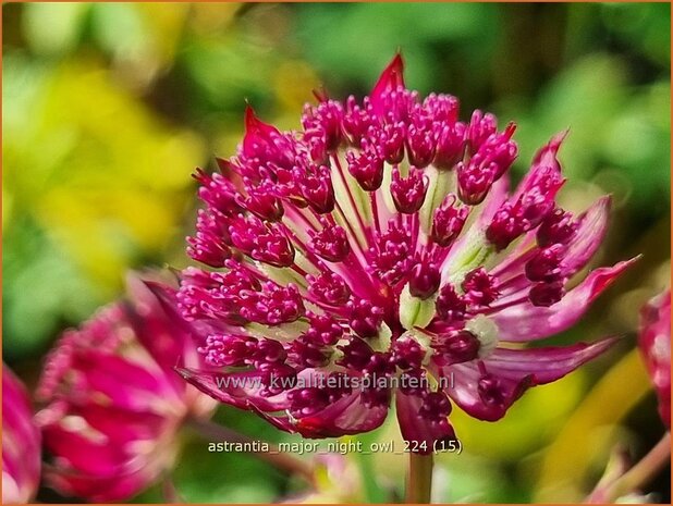 Astrantia major 'Night Owl' | Zeeuws knoopje, Groot sterrenscherm | Gro&szlig;e Sterndolde | Greater Masterwort