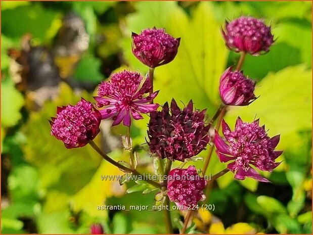 Astrantia major 'Night Owl' | Zeeuws knoopje, Groot sterrenscherm | Gro&szlig;e Sterndolde | Greater Masterwort