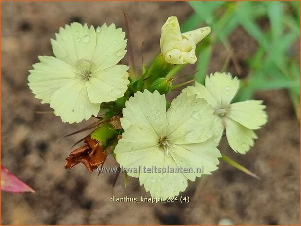 Dianthus knappii | Anjer | Balkan-Nelke | Yellow Pink