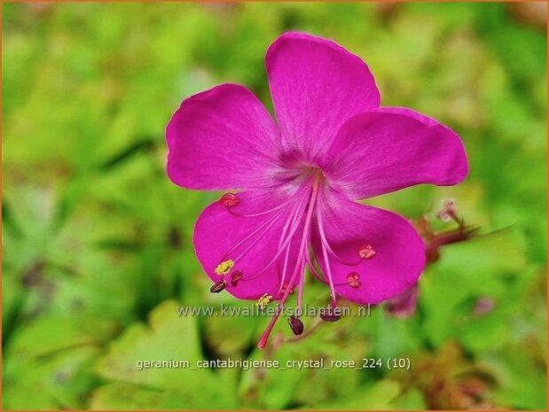 Geranium cantabrigiense 'Crystal Rose' | Ooievaarsbek, Tuingeranium, Geranium | Cambridge-Storchschnabel | Cranesbill