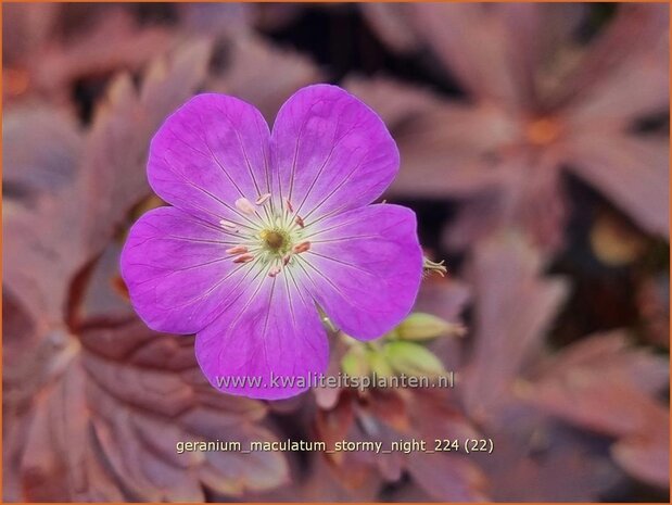 Geranium maculatum 'Stormy Night' | Gevlekte ooievaarsbek, Ooievaarsbek, Tuingeranium, Geranium | Amerikanischer Stor