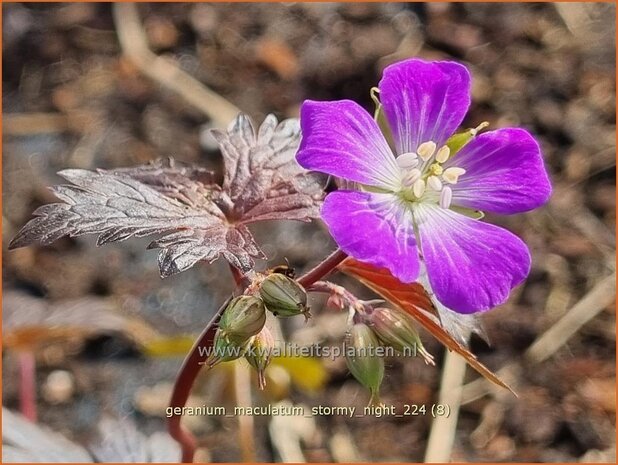 Geranium maculatum 'Stormy Night' | Gevlekte ooievaarsbek, Ooievaarsbek, Tuingeranium, Geranium | Amerikanischer Stor