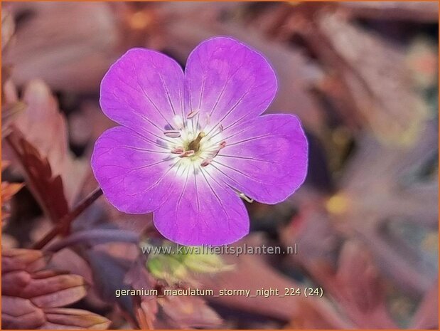 Geranium maculatum 'Stormy Night' | Gevlekte ooievaarsbek, Ooievaarsbek, Tuingeranium, Geranium | Amerikanischer Stor