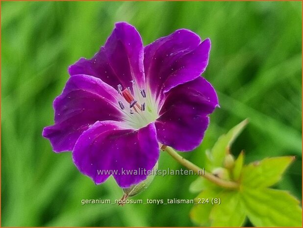 Geranium nodosum 'Tony's Talisman' | Knopige ooievaarsbek, Ooievaarsbek, Tuingeranium, Geranium | Bergwald