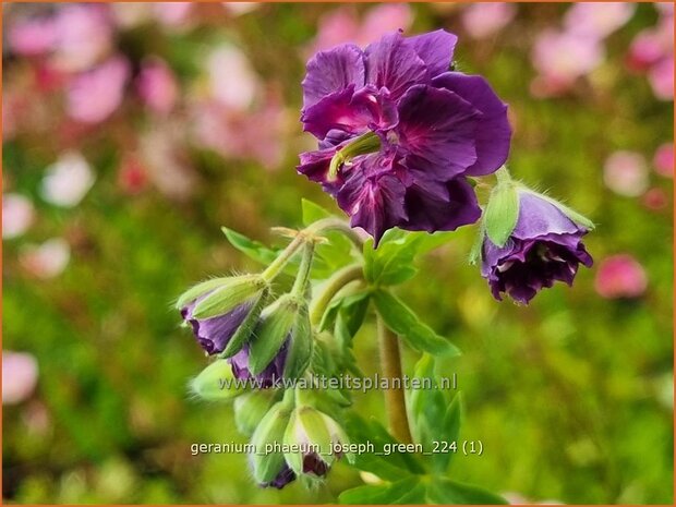 Geranium phaeum 'Joseph Green' | Donkere ooievaarsbek, Ooievaarsbek, Tuingeranium, Geranium | Brauner Storchschna