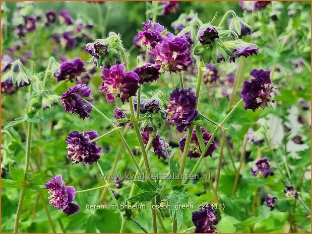 Geranium phaeum 'Joseph Green' | Donkere ooievaarsbek, Ooievaarsbek, Tuingeranium, Geranium | Brauner Storchschna