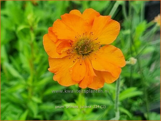 Geum 'Prinses Juliana' | Nagelkruid | Nelkenwurz | Avens