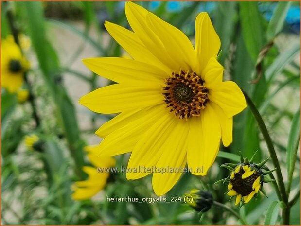 Helianthus orgyalis