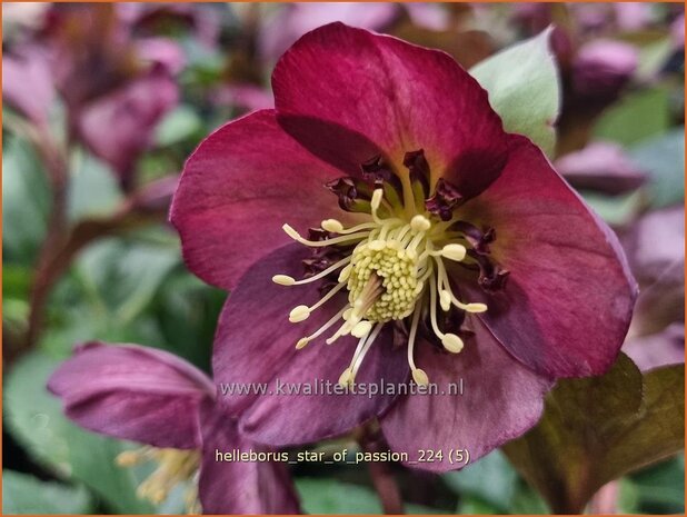 Helleborus 'Star of Passion' | Kerstroos, Lenteroos, Vastenroos, Nieskruid | Lenzrose | Lenten Rose
