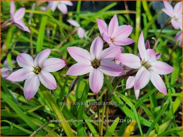 Ipheion uniflorum 'Charlotte Bishop' | Oudewijfjes, Voorjaarsster | Einblütiger Frühlingsstern | Spring Starflower