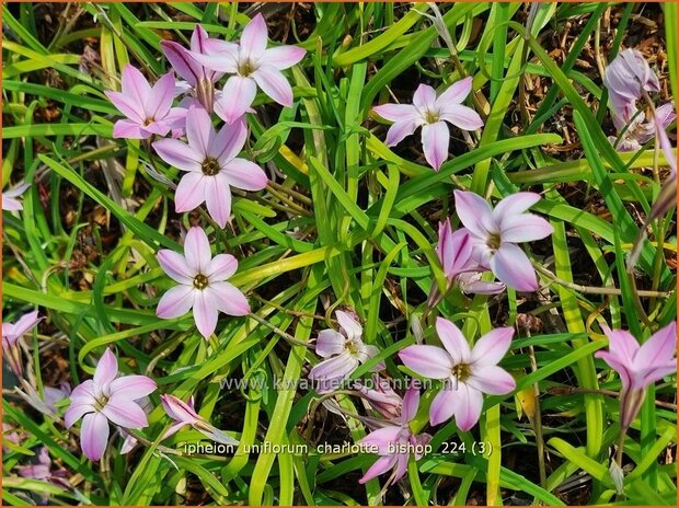 Ipheion uniflorum 'Charlotte Bishop' | Oudewijfjes, Voorjaarsster | Einblütiger Frühlingsstern | Spring Starflower