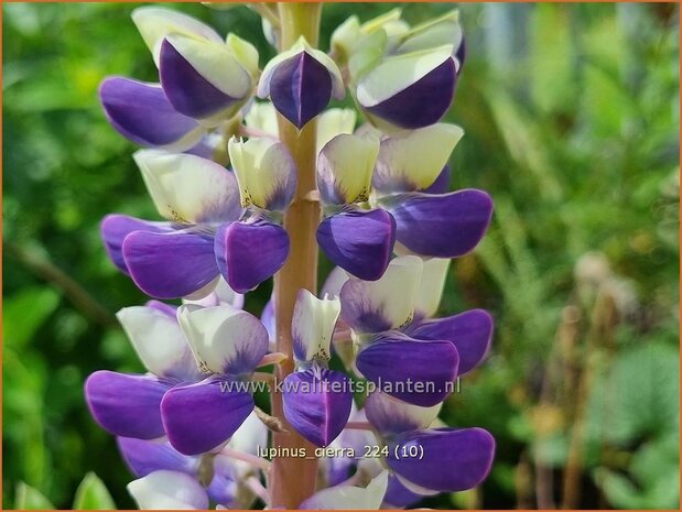 Lupinus 'Cierra' | Lupine | Lupine | Lupin