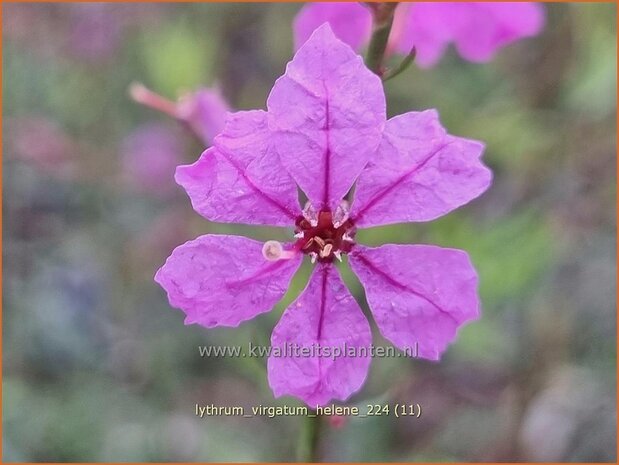 Lythrum virgatum 'Hel&egrave;ne' | Fijne kattenstaart, Kattenstaart | Ruten-Weiderich | Wand Loosestrife