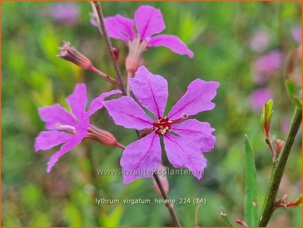 Lythrum virgatum 'Hel&egrave;ne' | Fijne kattenstaart, Kattenstaart | Ruten-Weiderich | Wand Loosestrife