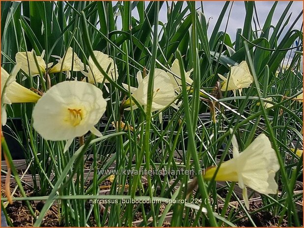 Narcissus bulbocodium 'Spoirot' | Hoepelroknarcis, Narcis | Reifrock-Narzisse | Hoop-petticoat Daffodil