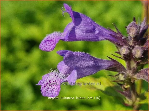 Nepeta kubanica 'Kuban' | Kattenkruid | Kaukasische Katzenminze | Large Flowered Catmint