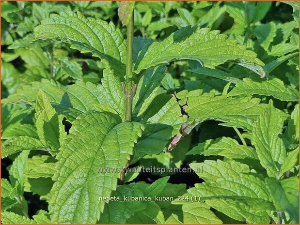 Nepeta kubanica 'Kuban' | Kattenkruid | Kaukasische Katzenminze | Large Flowered Catmint
