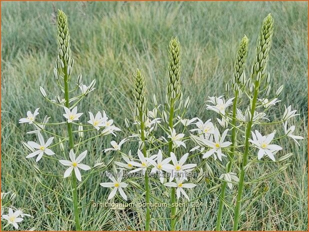 Ornithogalum ponticum 'Sochi' | Bosvogelmelk, Pontische vogelmelk, Vogelmelk | Milchstern | Star-of-Bethlehem