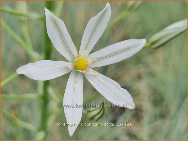 Ornithogalum ponticum 'Sochi' | Bosvogelmelk, Pontische vogelmelk, Vogelmelk | Milchstern | Star-of-Bethlehem