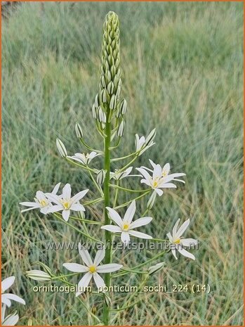 Ornithogalum ponticum 'Sochi' | Bosvogelmelk, Pontische vogelmelk, Vogelmelk | Milchstern | Star-of-Bethlehem