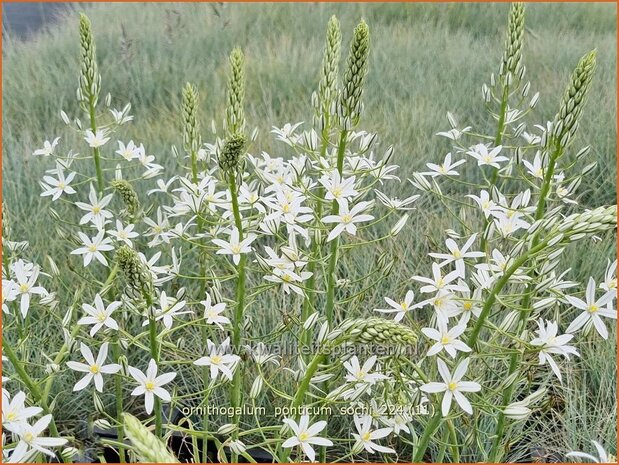 Ornithogalum ponticum 'Sochi' | Bosvogelmelk, Pontische vogelmelk, Vogelmelk | Milchstern | Star-of-Bethlehem