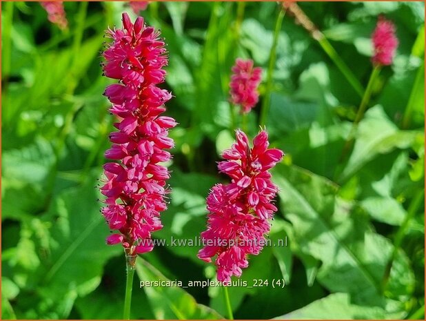 Persicaria amplexicaulis | Doorgroeide duizendknoop, Adderwortel, Duizendknoop | Kerzenknöterich | Mountain Fleece