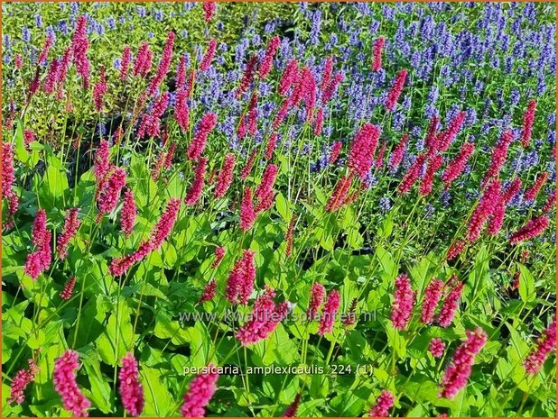 Persicaria amplexicaulis | Doorgroeide duizendknoop, Adderwortel, Duizendknoop | Kerzenknöterich | Mountain Fleece