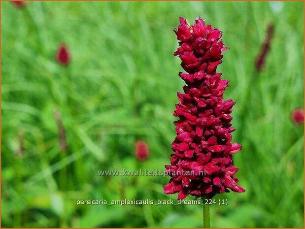 Persicaria amplexicaulis 'Black Dreams' | Doorgroeide duizendknoop, Adderwortel, Duizendknoop | Kerzenknöt