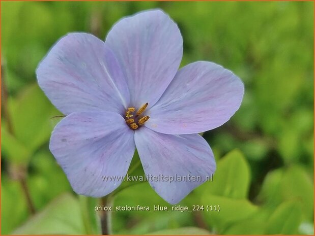 Phlox stolonifera 'Blue Ridge' | Vlambloem, Flox, Floks | Ausläufer-Flammenblume | Creeping Phlox