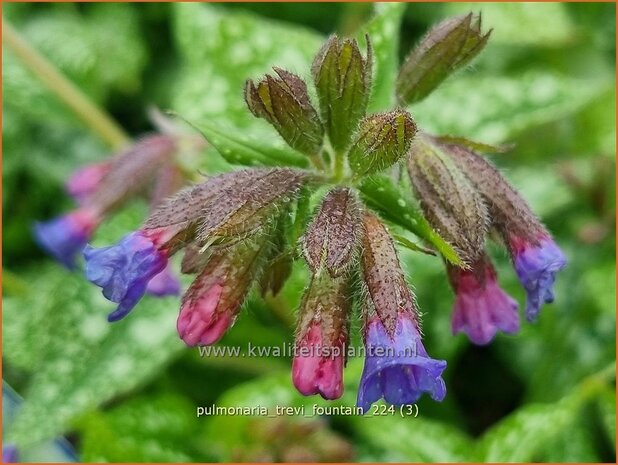 Pulmonaria 'Trevi Fountain' | Longkruid | Lungenkraut | Lungwort