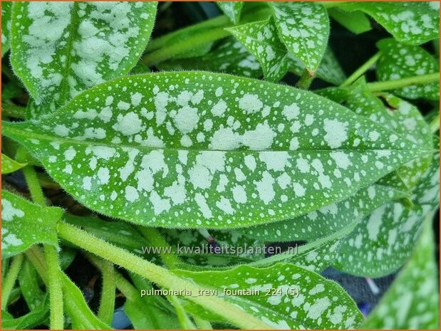 Pulmonaria 'Trevi Fountain' | Longkruid | Lungenkraut | Lungwort