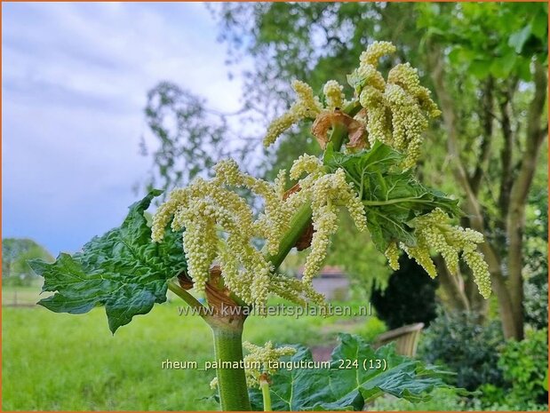 Rheum palmatum tanguticum | Sierrabarber | Kron-Rhabarber | Ornamental Rhubarb