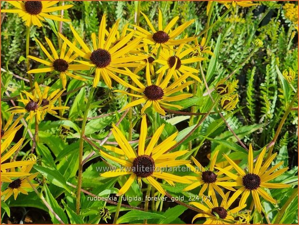 Rudbeckia fulgida 'Forever Gold' | Zonnehoed | Gew&ouml;hnlicher Sonnenhut | Black Eyed Susan