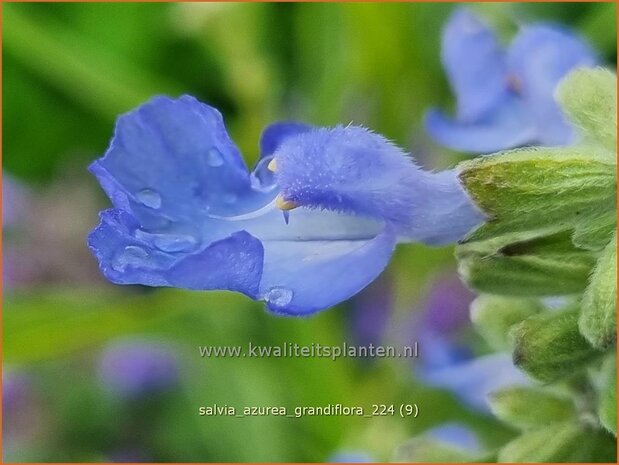 Salvia azurea 'Grandiflora' | Azuurblauwe salie, Blauwe salie, Salie, Salvia | Großblütiger Spätherbst-Salbei | Pi
