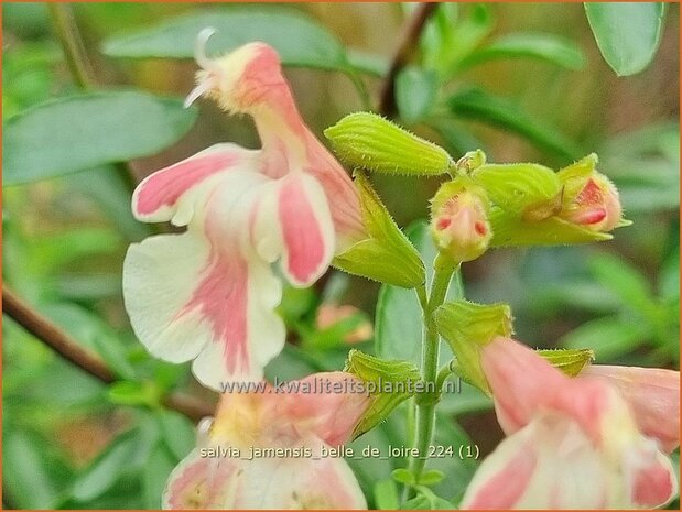 Salvia jamensis 'Belle de Loire' | Salie, Salvia | Salbei | Autumn Sage