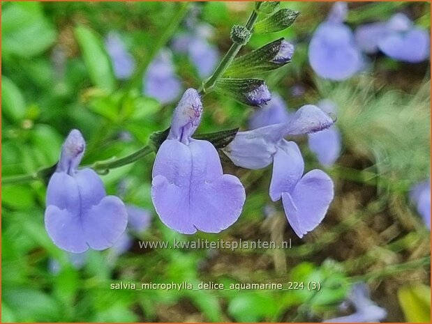 Salvia microphylla 'Delice Aquamarine' | Salie, Salvia | Johannisbeersalbei | Blackcurrant Sage