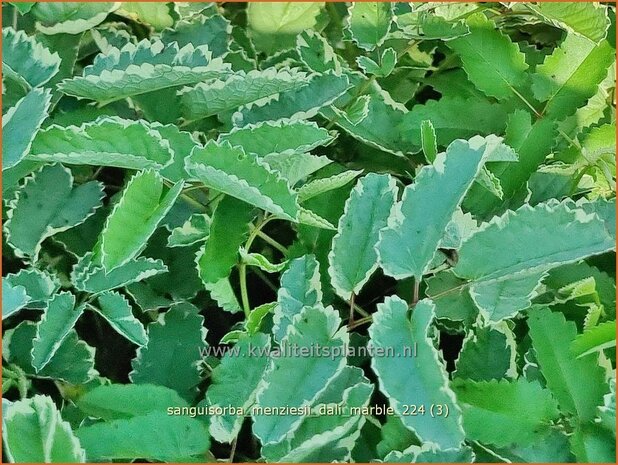 Sanguisorba menziesii 'Dali Marble' | Alaska pimpernel, Pimpernel, Sorbenkruid | Menzies Wiesenknopf | Menzie's 