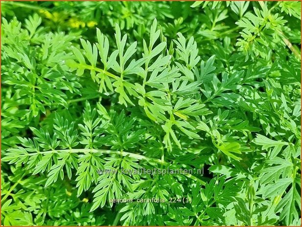 Selinum carvifolia | Karwijselie | K&uuml;mmelbl&auml;ttrige Silge | Cambridge Milk Parsley