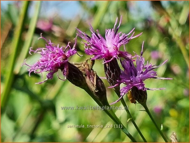 Serratula tinctoria | Zaagblad | F&auml;rber-Scharte | Dyer's Plumeless Saw-wort