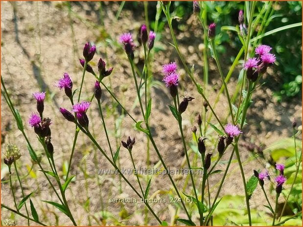 Serratula tinctoria | Zaagblad | F&auml;rber-Scharte | Dyer's Plumeless Saw-wort