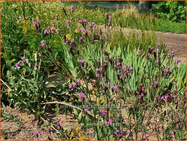 Serratula tinctoria | Zaagblad | F&auml;rber-Scharte | Dyer's Plumeless Saw-wort