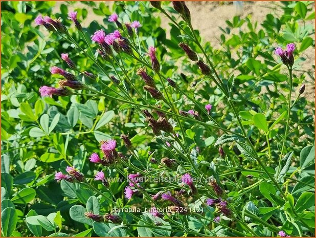 Serratula tinctoria | Zaagblad | F&auml;rber-Scharte | Dyer's Plumeless Saw-wort