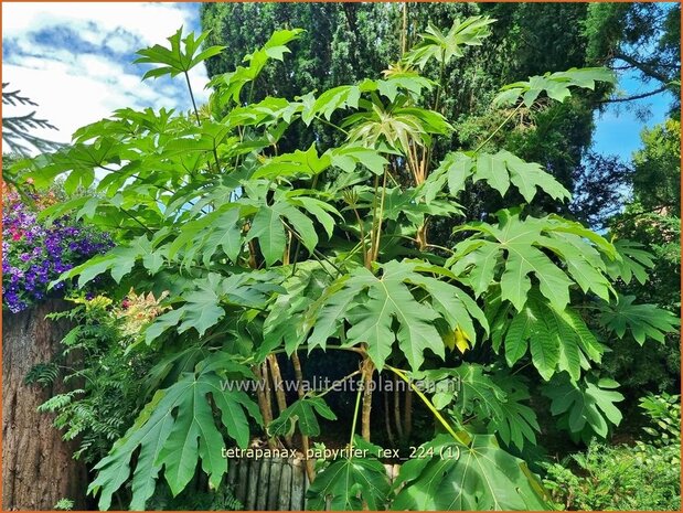 Tetrapanax papyrifer 'Rex' | Rijstpapierplant, Rijstpapierboom | Reispapierbaum | Rice-paper Plant