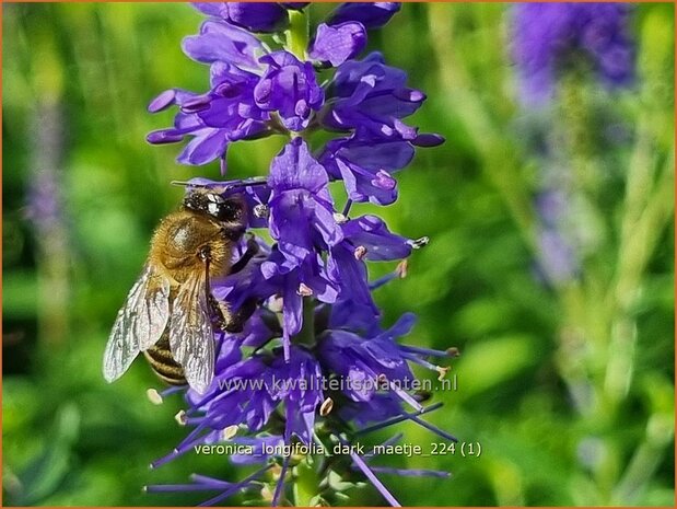 Veronica longifolia 'Dark Maetje' | Lange ereprijs, Langbladige ereprijs, Ereprijs | Langbl&auml;ttriger Ehrenpreis | Gar