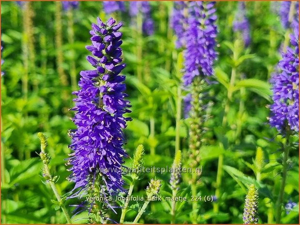 Veronica longifolia 'Dark Maetje' | Lange ereprijs, Langbladige ereprijs, Ereprijs | Langbl&auml;ttriger Ehrenpreis | Gar