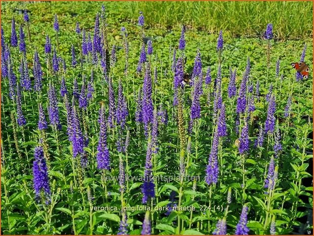 Veronica longifolia 'Dark Maetje' | Lange ereprijs, Langbladige ereprijs, Ereprijs | Langbl&auml;ttriger Ehrenpreis | Gar