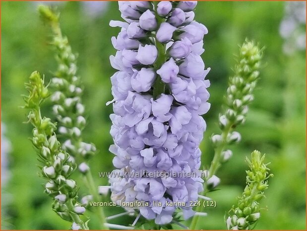 Veronica longifolia 'Lila Karina' | Lange ereprijs, Langbladige ereprijs, Ereprijs | Langbl&auml;ttriger Ehrenpreis | Gar