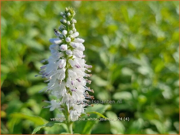 Veronica longifolia 'White Jolanda' | Lange ereprijs, Langbladige ereprijs, Ereprijs | Langbl&auml;ttriger Ehre