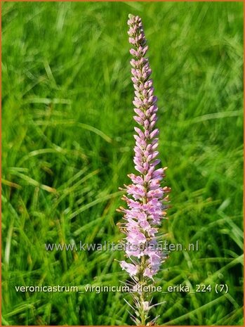 Veronicastrum virginicum 'Kleine Erika' | Virginische ereprijs, Zwarte ereprijs, Naaldereprijs | Kandelaberehrenpreis